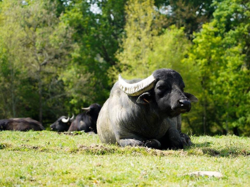 La Ferme Aux Buffles - Restaurant Aignan - top resto AIGNAN