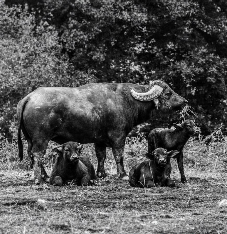 La Boutique - La Ferme Aux Buffles - Restaurant Fleurance - les meilleurs restaurant de AIGNAN
